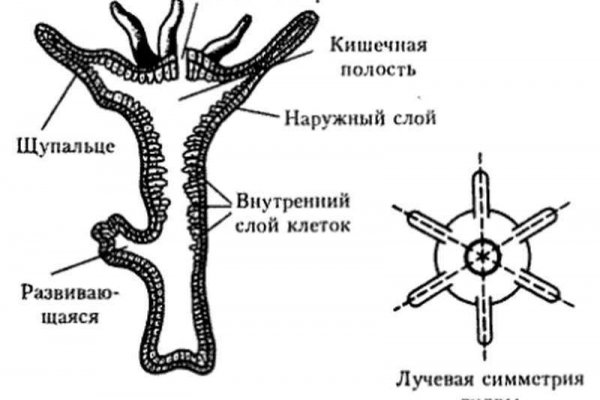 Запрещенный сайт кракен